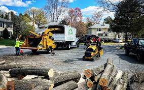 Best Stump Grinding and Removal  in Amelia, LA