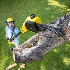 Best Lawn Maintenance Plans  in Amelia, LA