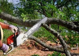 Best Tree Risk Assessment  in Amelia, LA