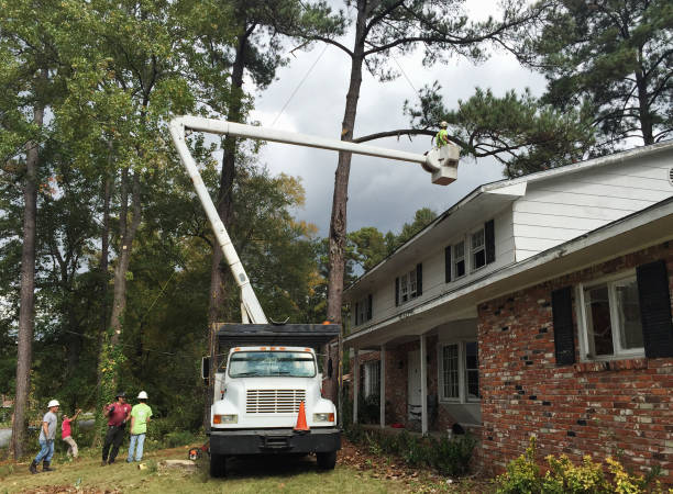 Amelia, LA Tree Services Company