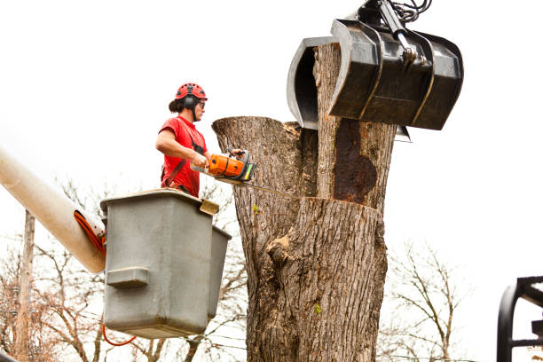  Amelia, LA Tree Services Pros